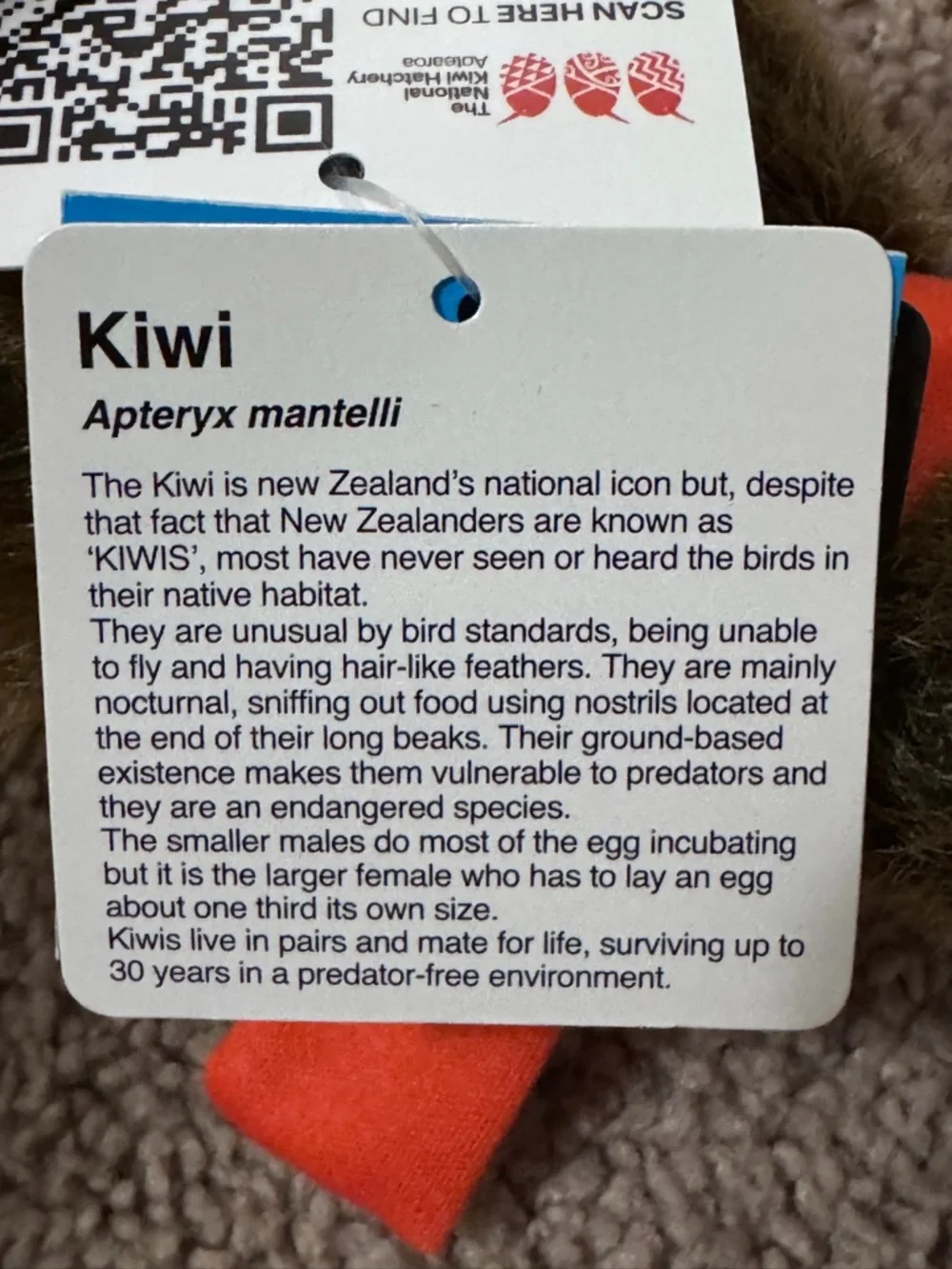 Kiwi Bird Plush Toy Stuffie